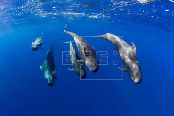 Lee más sobre el artículo La franja marina Teno-Rasca, primer Lugar Patrimonio de Ballenas de Europa