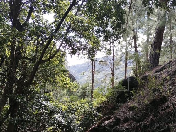 La Gomera recupera el bosque termófilo con la plantación de 20.000 ejemplares de especies nativas