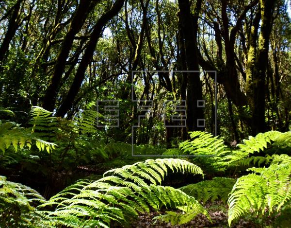 La Gomera celebra su noveno aniversario como Reserva de la Biosfera