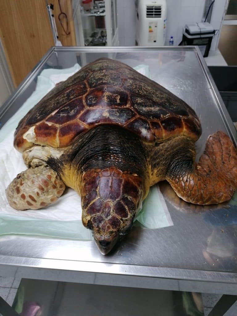 Lee más sobre el artículo Medio Ambiente rescata una tortuga boba que se recupera en el Centro de Rehabilitación de Fauna Silvestre en La Palma