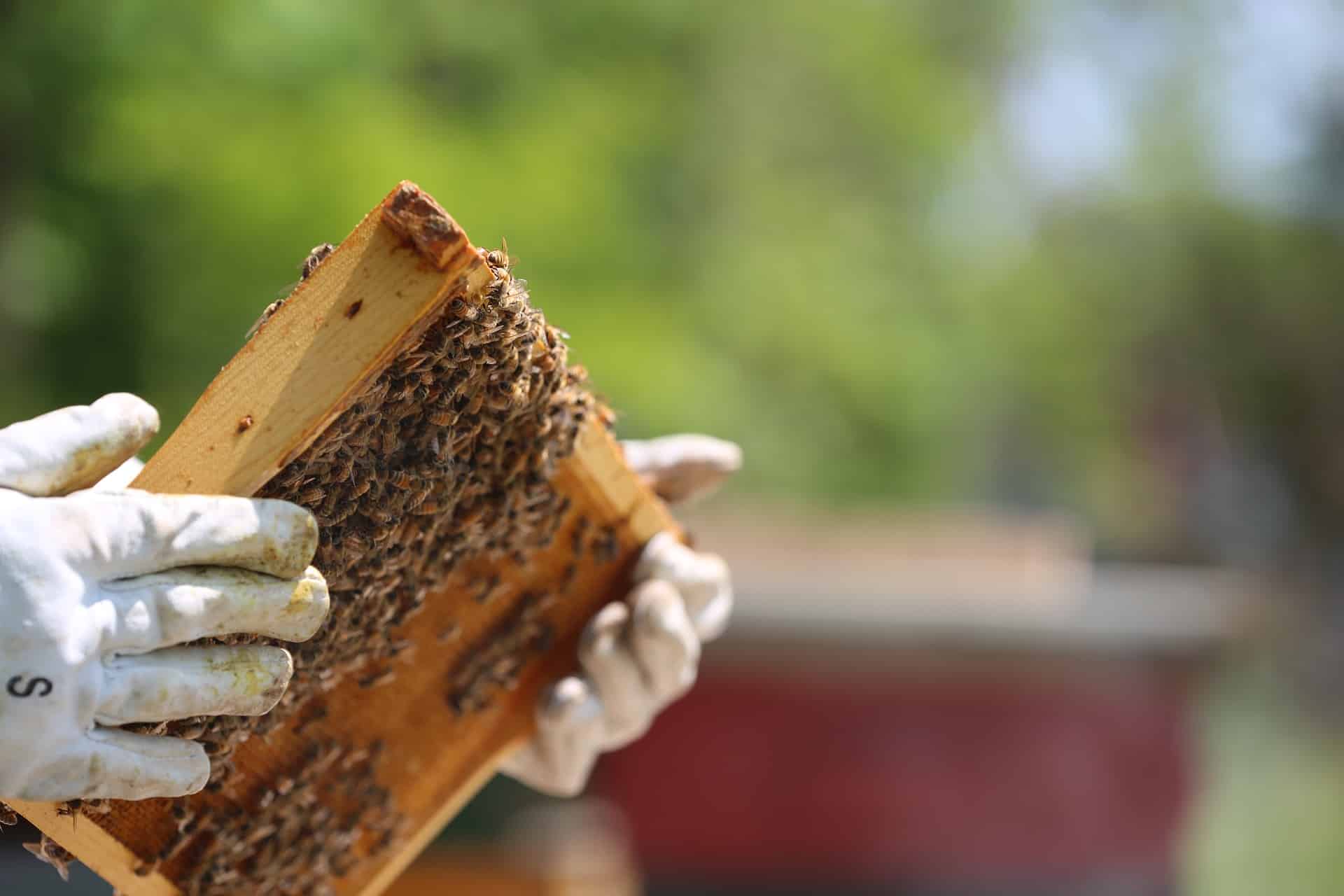 En este momento estás viendo El Cabildo de La Gomera apuesta por la formación en el sector primario con un curso sobre apicultura