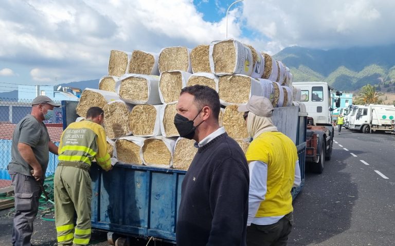 El Cabildo de La Palma ha entregado a los ganaderos desplazados por el volcán unos 100.000 kilos de alimento donado para el ganado