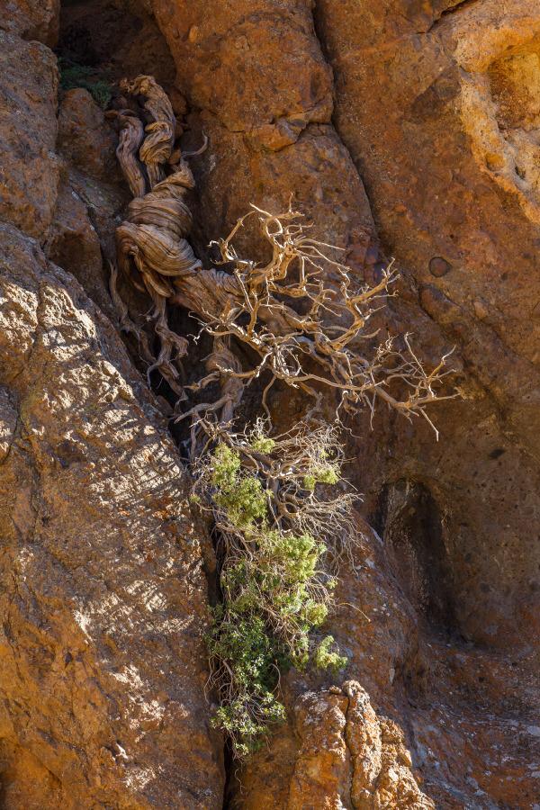 Un estudio identifica en el Parque Nacional del Teide un cedro con más de 1.400 años