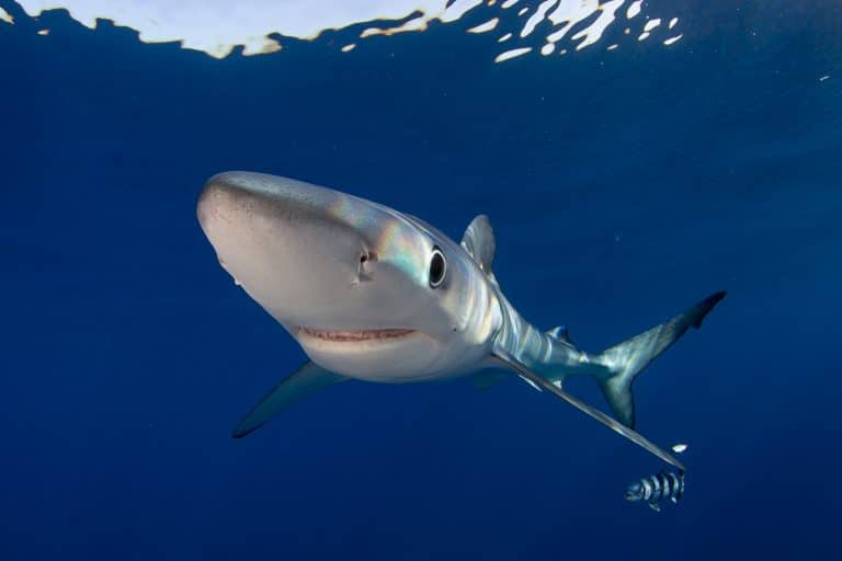 Lee más sobre el artículo Transición Ecológica impulsa un proyecto para mejorar el conocimiento de tiburones, mantas y rayas