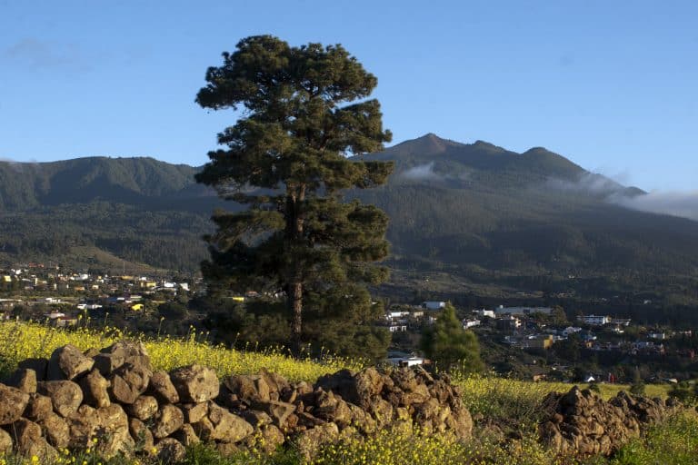 Lee más sobre el artículo Transición Ecológica destina 510.000 euros en ayudas para las Reservas de la Biosfera de Canarias