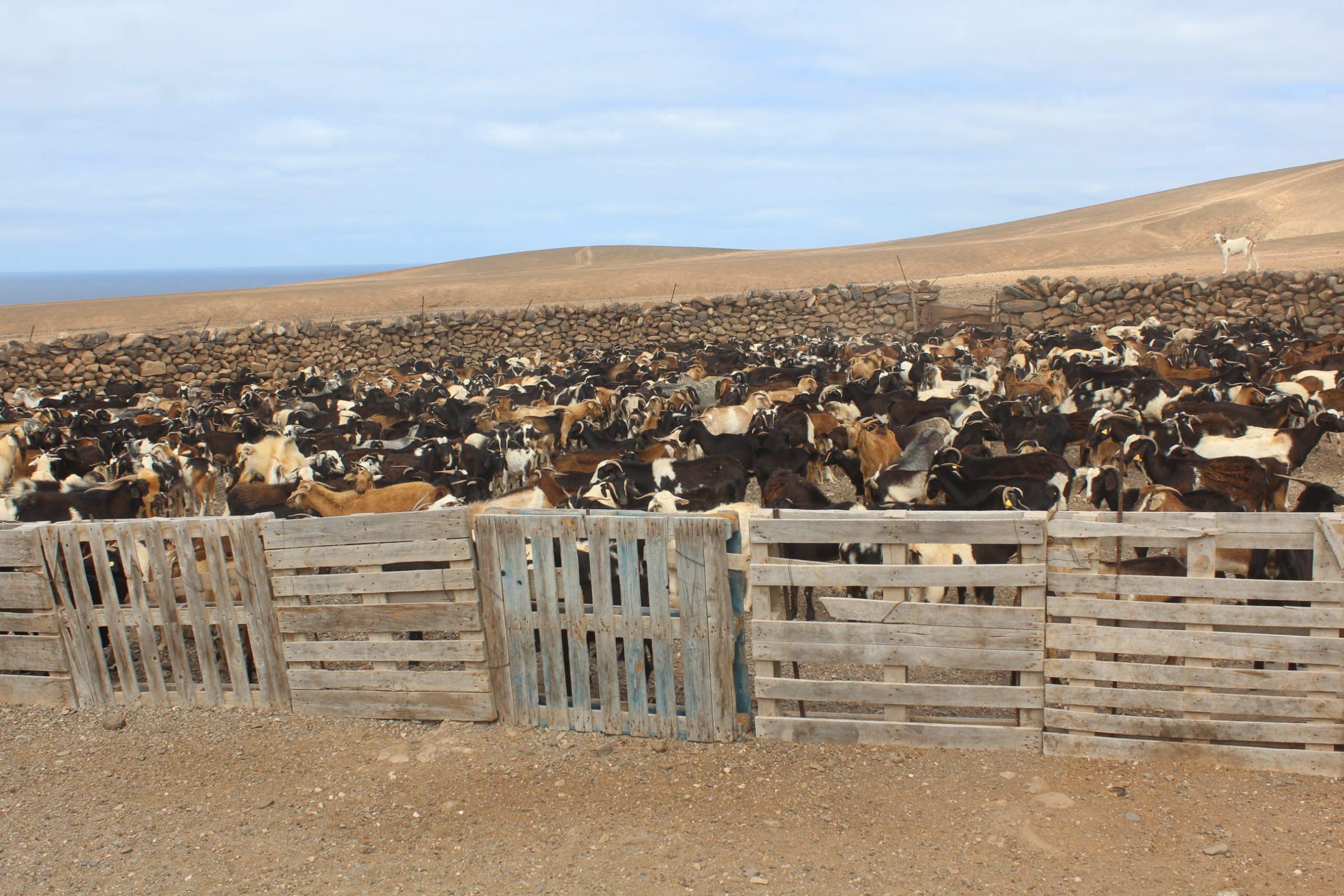 En este momento estás viendo El Cabildo de Fuerteventura dirige 86.000 euros a conservar la ganadería de costa en la isla