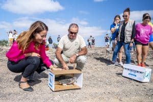 <strong>Más de un centenar de pardelas han sido rescatadas hasta ahora dentro de la campaña de protección del Cabildo de Fuerteventura</strong>