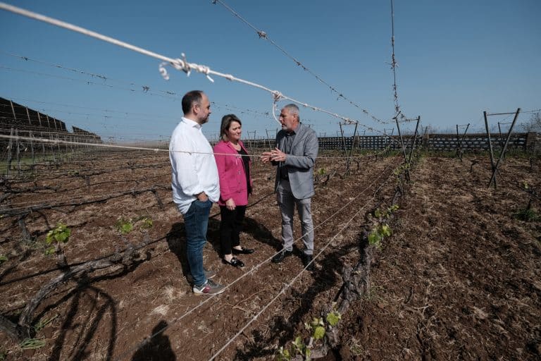 Lee más sobre el artículo <strong>Canarias pone en marcha un proyecto de saneamiento de viñas frente a los efectos del cambio climático </strong>
