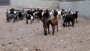 Lee más sobre el artículo Teguise y la Asociación Maramajo ponen en marcha un plan piloto de siembra de forraje para ganado