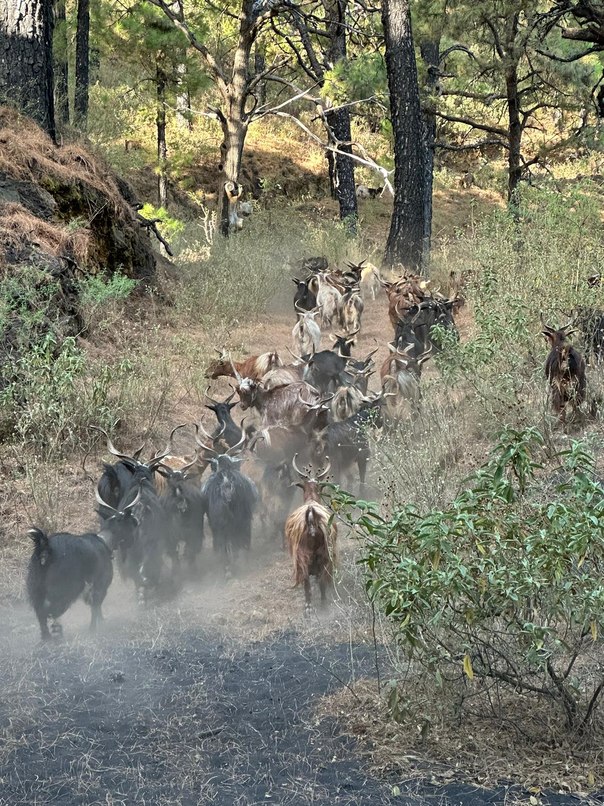 En este momento estás viendo El Cabildo de La Palma apuesta por la conservación del pastoreo con cabra palmera