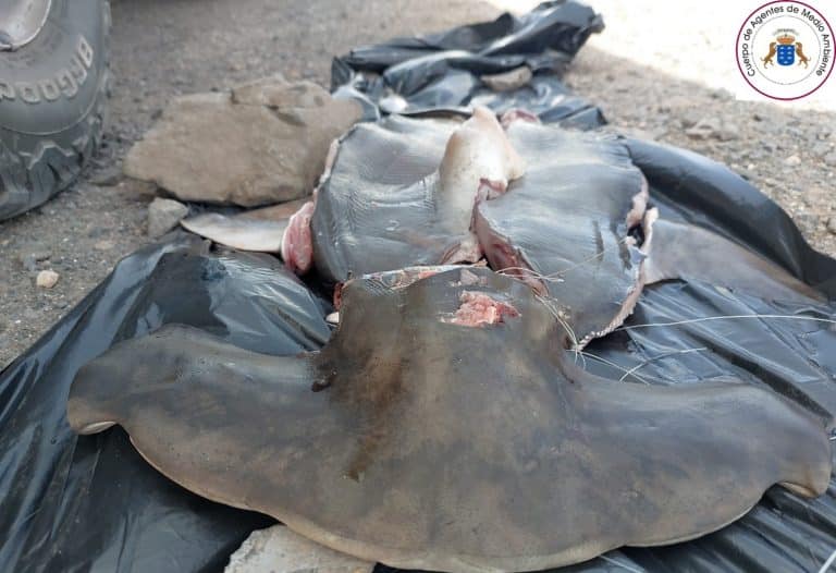 Lee más sobre el artículo Agentes de Medio Ambiente de Fuerteventura denuncian a dos personas por la captura de un tiburón martillo